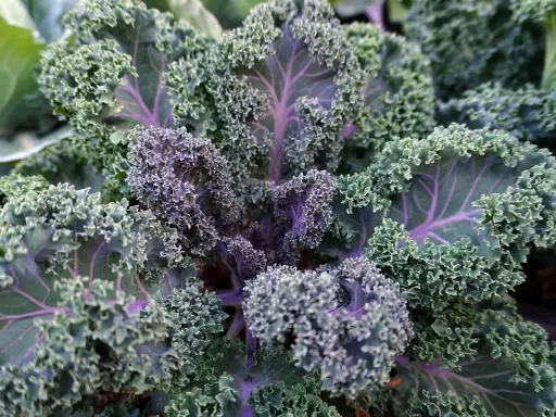 A vibrant kale plant with ruffled, curly leaves in shades of green and deep purple. The veins of the kale plant are a striking purple, adding to its beauty.