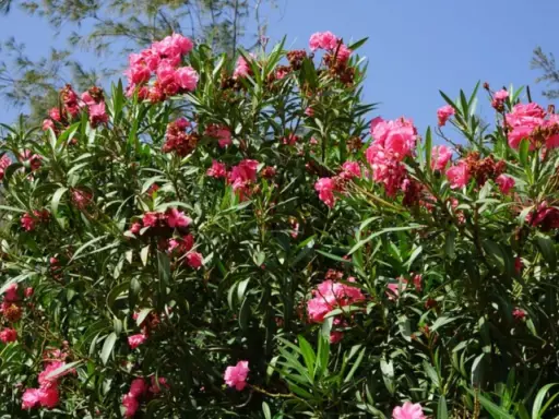 Un buisson de laurier rose en pleine floraison, avec des fleurs roses vives et des feuilles vertes luxuriantes sous un ciel bleu clair.