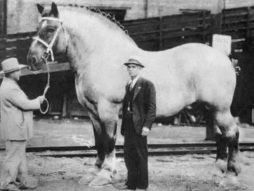 Kto jest największym koniem na świecie? Poznaj Big Jake'a i gigantów!