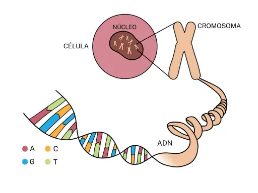 La célula contiene un núcleo con cromosomas, que a su vez contienen ADN. Esto ilustra la base de la diferencia entre genético y hereditario.
