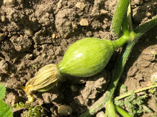 Un jeune potiron vert olive, encore attaché à sa tige velue, promet une belle récolte.