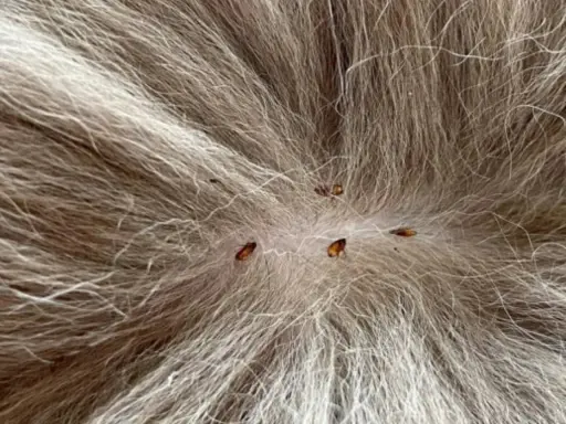 Plusieurs puces sur le pelage d'un chien, indiquant la nécessité d'un traitement antiparasitaire.