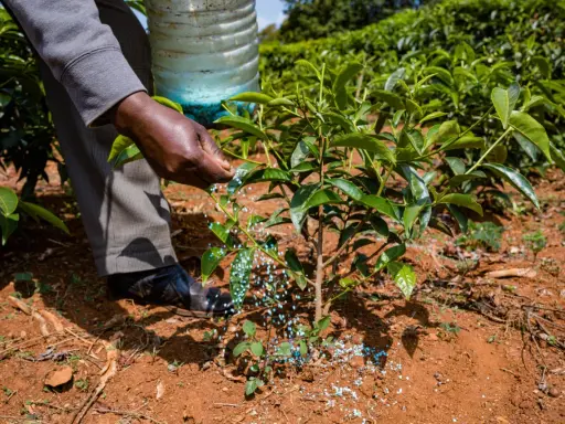 Main d'agriculteur épandant des granulés bleus, comme un engrais vert moutarde, au pied d'un jeune plant dans un champ verdoyant.