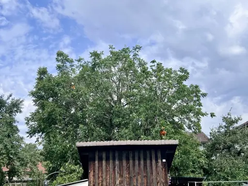 Person im Baum, um den Walnussbaum zu schneiden.