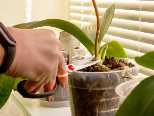 Hand mit Schere schneidet Orchideen-Stiel. Pflege für gesunde Pflanzen.