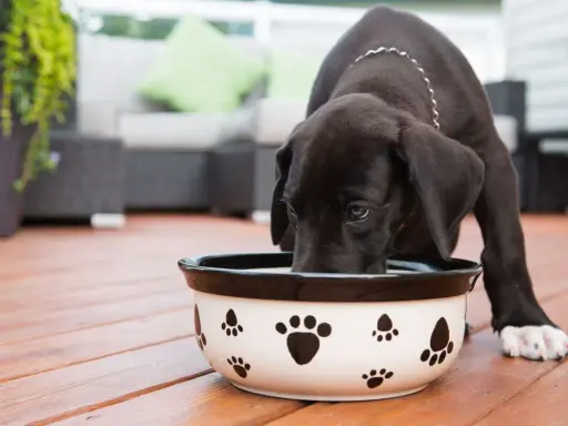 Un chiot noir boit dans une gamelle décorée de pattes. Il semble mélanger les croquettes avec de l'eau pour un repas plus facile.