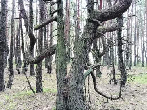 W lesie rosną krzywe drzewa w Polsce, ich pnie wiją się jak węże, tworząc niezwykły, baśniowy krajobraz.