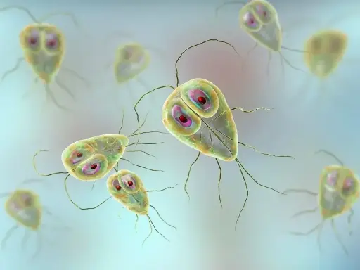 Widok mikroskopowy pasożytów Giardia, które mogą powodować problemy zdrowotne u psów.