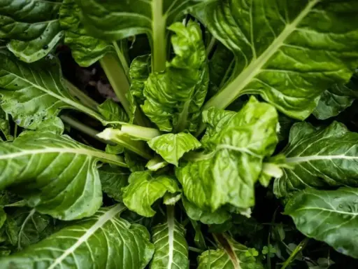 Planta de acelgas, un vegetal que se planta en julio para cosechar sus hojas verdes y nutritivas.