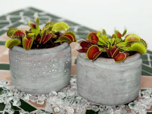 Dos macetas con plantas carnívoras, ideales para quienes buscan información sobre planta carnivora cuidados.