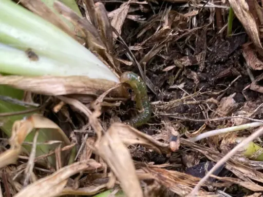 A green sod webworm larva crawls through dry grass and soil, a stage in the sod webworm life cycle.