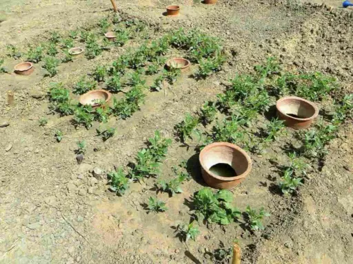 Champ de jeunes plants avec des oyas en terre cuite. On compte environ 1 oyas tous les 2 m2 pour un arrosage efficace.