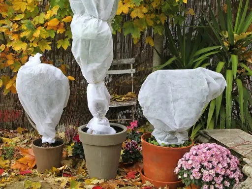 Trois plantes en pot sont emballées dans des voiles d'hivernage blancs. Peut-on laisser un voile d'hivernage tout l'hiver ? La réponse est oui, pour protéger du froid.