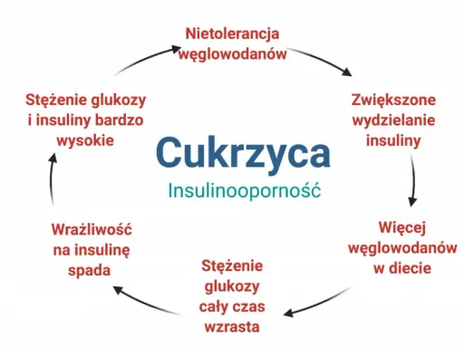 Schemat cyklu cukrzycy i insulinooporności: nietolerancja węglowodanów, zwiększone wydzielanie insuliny, więcej węglowodanów w diecie, wzrost stężenia glukozy, spadek wrażliwości na insulinę, wysokie stężenie glukozy i insuliny.