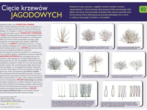 Agrest: Cięcie krok po kroku. Więcej owoców, zdrowszy krzew!
