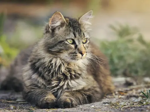 Puszysty kot o zielonych oczach, wyglądający jakby zastanawiał się, jak długo żyją koty wolno żyjące.