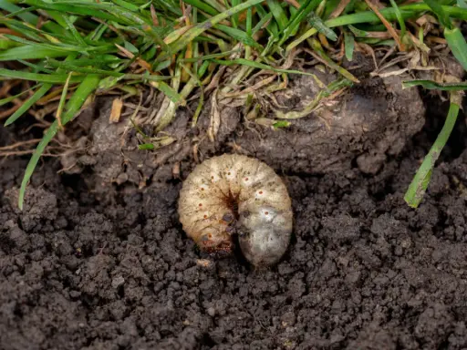 A plump white grub, a common lawn pest, curls in dark soil beneath green grass blades.