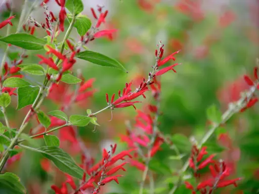 Vibrant red tubular flowers bloom on a pineapple sage plant, hinting at its culinary and medicinal uses.