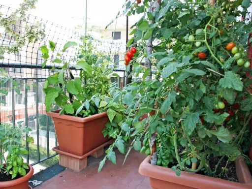 Des tomates rouges et vertes mûrissent sur des plants dans des pots sur un balcon. Un guide pour savoir comment faire pousser les tomates.