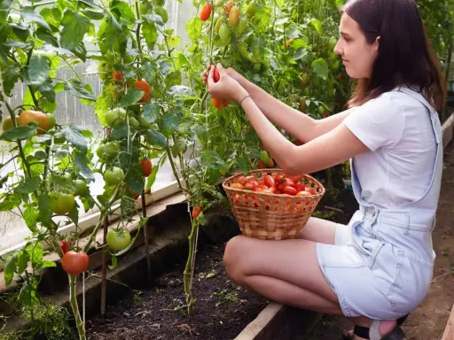 Jeune femme récoltant diverses variétés de tomates dans une serre, un panier rempli de fruits rouges à ses côtés.