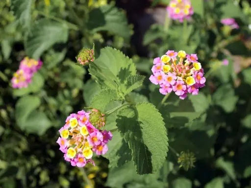 Fleurs de litsée citronnée aux teintes roses et jaunes, avec des feuilles vertes texturées.