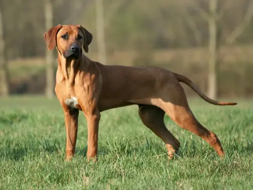 Un Rhodesian Ridgeback impressionnant, sa taille imposante et sa musculature bien définie ressortent sur l'herbe verte.