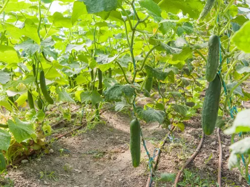 Des concombres mûrs pendent sur leurs tiges dans un jardin. Le moment idéal pour savoir quand planter concombre est maintenant, pour une récolte abondante.