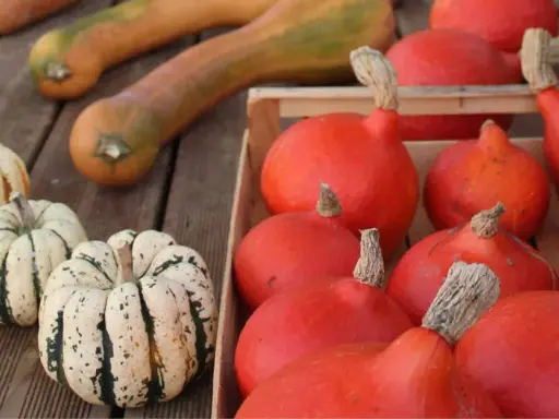 La récolte des courges est prête : des courges potimarron rouges et des courges décoratives tigrées attendent sur des planches de bois.