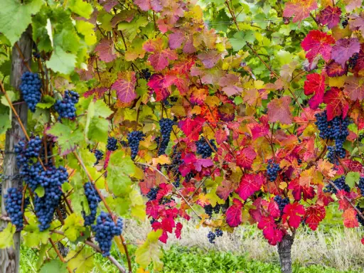 Reife blaue Trauben hängen zwischen bunten Blättern. Die Weinpflanzen zeigen ihre Herbstfarben.