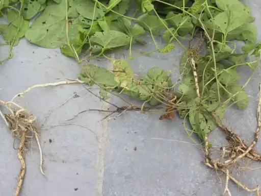 Plante de liseron mauvaise herbe avec ses racines aériennes et souterraines sur fond gris.