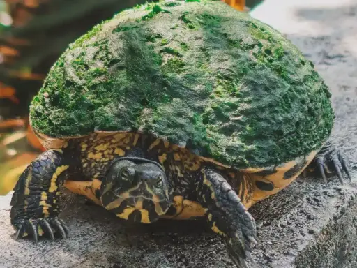 Żółw się nie rusza? Sprawdź, czy hibernuje, choruje, czy nie żyje