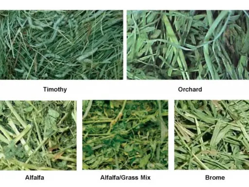 Close-ups of five types of hay: Timothy, Orchard, Alfalfa, Alfalfa/Grass Mix, and Brome.