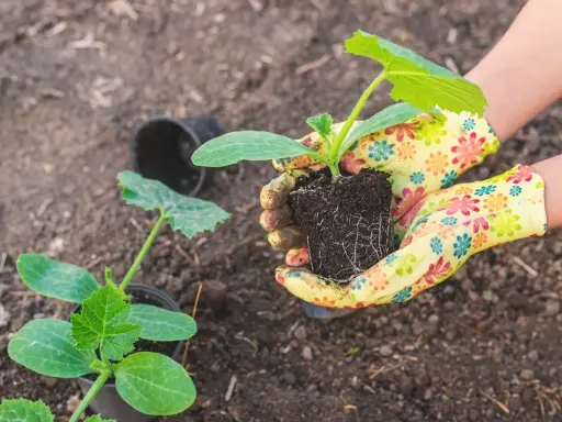 Mains gantées préparant le moment idéal quand repiquer les courgettes. Un jeune plant est prêt à être planté.