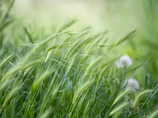Green grass stalks sway in the breeze, hinting at the perfect time when to plant winter rye for a healthy harvest.