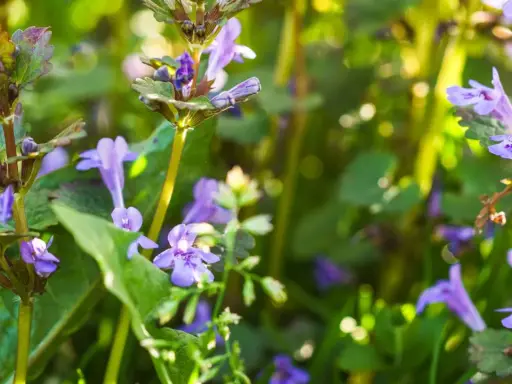 Nahaufnahme von Gundelrebenblüten. Die **Gundelrebe Wirkung** ist vielfältig, diese Pflanze blüht im Frühling.