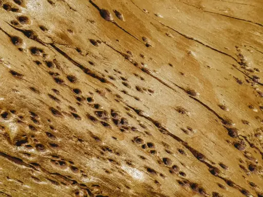 Texture dorée d'un bois ancien, parsemé de nombreux petits trous creusés par les mites.