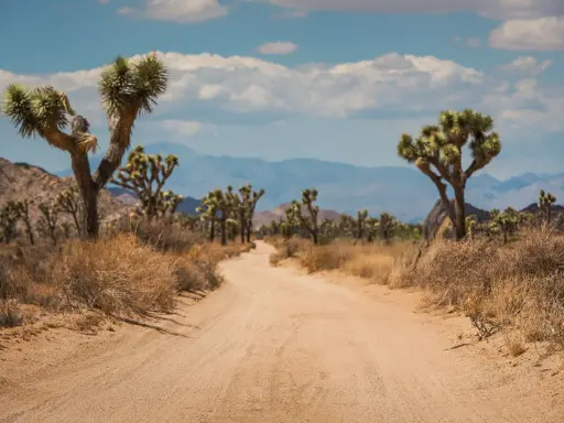 Droga przez pustynny krajobraz parku narodowego Joshua Tree, z charakterystycznymi drzewami jukka i skalistymi wzgórzami w tle.