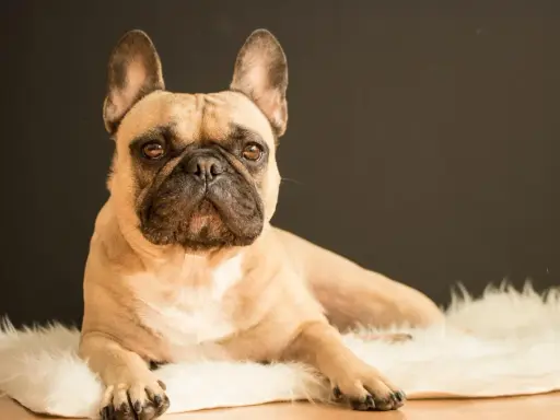 Un bouledogue français beige, allongé sur un tapis blanc, me regarde avec des yeux tristes. Il semble qu'il pleure quand je pars.