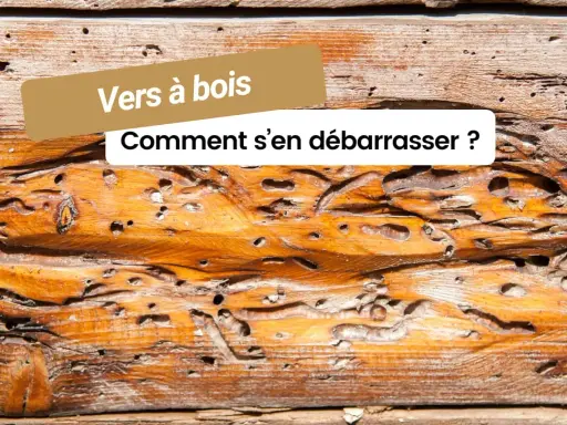 Le bois est criblé de trous, témoignage de la présence de vers à bois dangereux. Comment s'en débarrasser ?