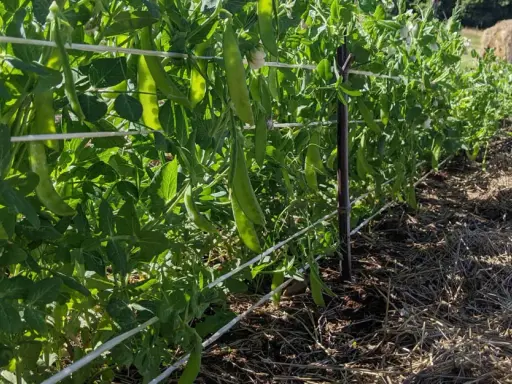 Des gousses de petits pois mûres pendent sur des tiges vertes, soutenues par des fils. La culture de petits pois prospère dans le sol paillé.