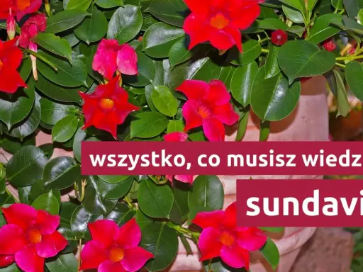 Sundaville uprawa: wszystko, co musisz wiedzieć o tych pięknych, czerwonych kwiatach.