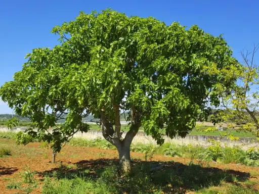 Ein üppiger Feigenbaum steht an einem sonnigen Standort im Freien. Der Boden ist rotbraun, mit etwas Gras und Büschen.