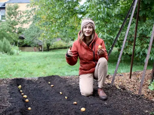Frau pflanzt Kartoffeln im Garten. Sie hält eine Kartoffel in der Hand und zeigt auf die Reihen im Boden. Die Frage "bis wann Kartoffeln pflanzen" wird hier visuell beantwortet: jetzt ist die Zeit!