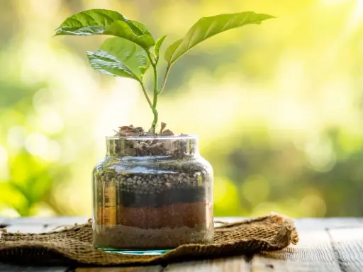 Planta joven creciendo en botes de cristal con capas de tierra y sustrato, bajo luz solar.