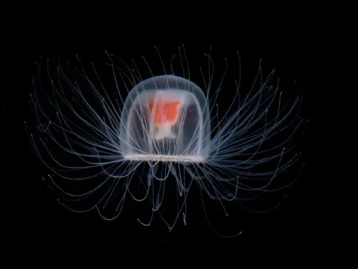 Una medusa immortale, trasparente e luminosa, con tentacoli sottili che si estendono nell'oscurità, un vero gioiello del mare.