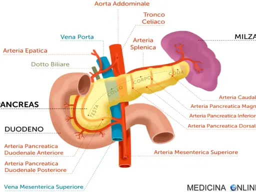Illustrazione anatomica del pancreas, duodeno e milza, con vasi sanguigni. Il pancreas appare di colore giallo brillante, suggerendo un aspetto pancreas iperecogeno.