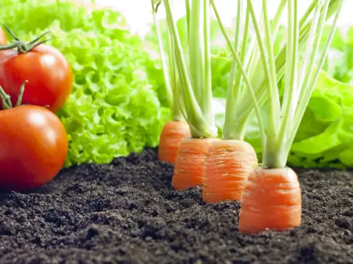 Tomates rouges mûres, laitue verte et carottes en rang. Idéal pour savoir que planter à côté des tomates pour un potager prospère.