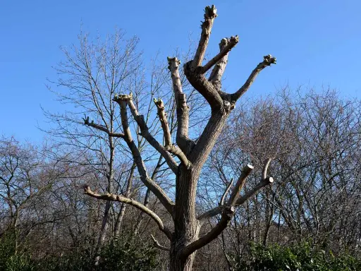 Un saule pleureur fraîchement taillé, ses branches coupées se dressent vers le ciel bleu. C'est le moment idéal pour savoir quand tailler saule pleureur.