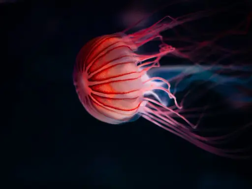 Medusa striata rosa fluttua nell'oscurità. La sua vita è un mistero, ma la sua bellezza è innegabile.