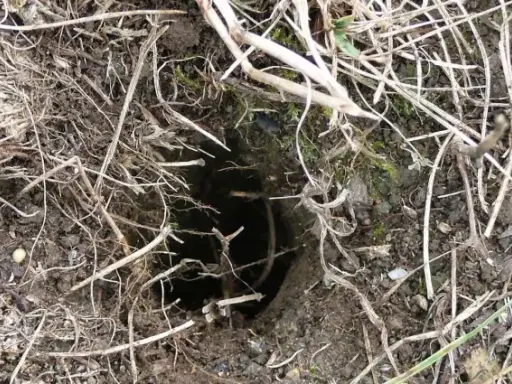 Un trou de hérisson dans le jardin, caché sous des feuilles mortes et des brindilles. Un petit passage sombre vers un abri secret.